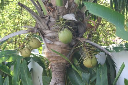 Kokosnødder